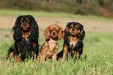 CAVALIER KING CHARLES 717
